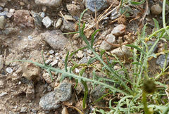 Launaea fragilis