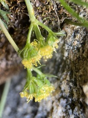 Oreoxis alpina