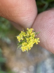 Oreoxis alpina