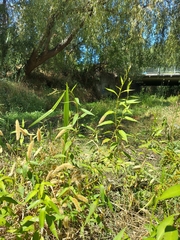 Persicaria hydropiperoides