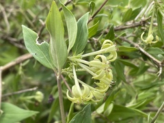 Bouvardia multiflora