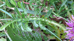 Centaurea borjae
