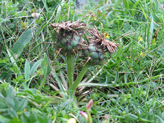 Centaurea borjae