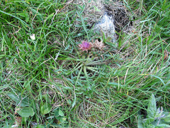 Centaurea borjae