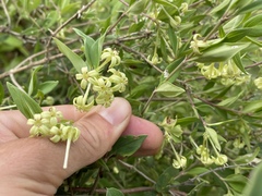 Bouvardia multiflora