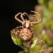 Punctated Ground Crab Spider - Photo (c) Jason M Crockwell, some rights reserved (CC BY-NC-ND), uploaded by Jason M Crockwell