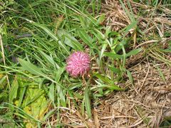 Centaurea borjae