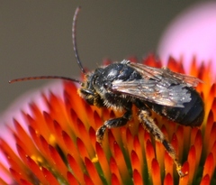 Melissodes desponsus