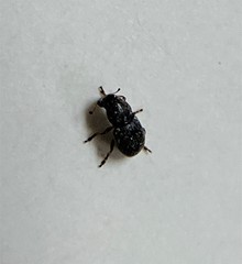 Trigonorhinus rotundatus