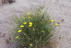 Launaea fragilis