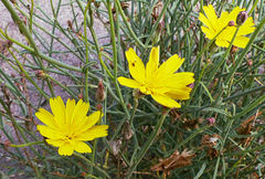 Launaea fragilis