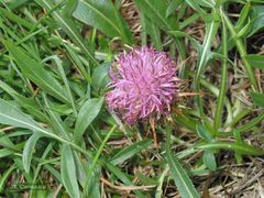 Centaurea borjae