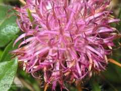 Centaurea borjae