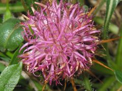 Centaurea borjae
