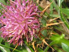 Centaurea borjae