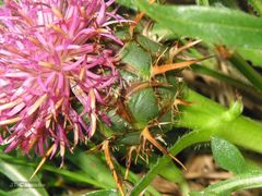 Centaurea borjae