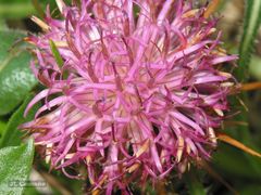 Centaurea borjae