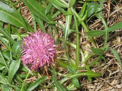 Centaurea borjae