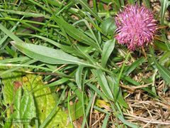 Centaurea borjae