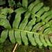 Polypodium vulgare - Photo (c) Ricky Taylor, algunos derechos reservados (CC BY-NC), subido por Ricky Taylor