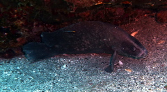 Rypticus saponaceus