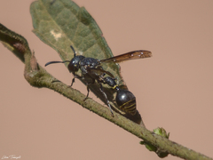 Zethus miscogaster