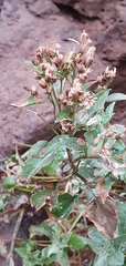 Ageratina occidentalis