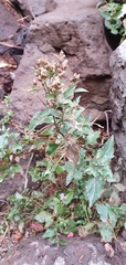 Ageratina occidentalis