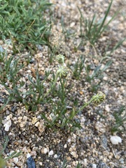 Artemisia pattersonii