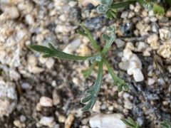 Artemisia pattersonii