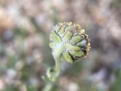 Artemisia pattersonii