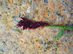Arctagrostis latifolia