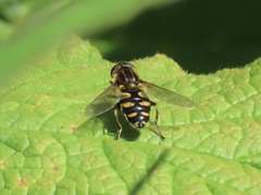 Helophilus obscurus