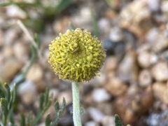 Artemisia pattersonii