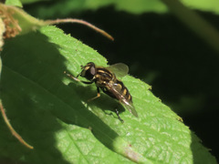 Helophilus obscurus