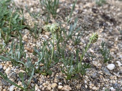 Artemisia pattersonii