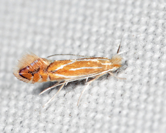 Phyllonorycter basistrigella