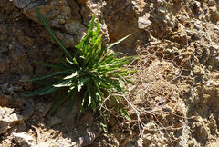 Launaea fragilis
