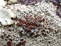Lecanora campestris