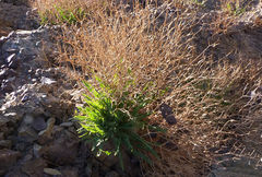 Launaea fragilis