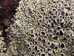 Lecanora campestris