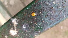Harmonia axyridis