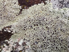 Lecanora campestris