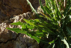 Launaea fragilis