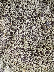 Lecanora campestris