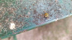 Harmonia axyridis