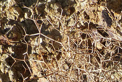 Launaea fragilis