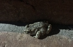 Bufotes viridis balearicus