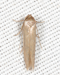 Holcocera immaculella