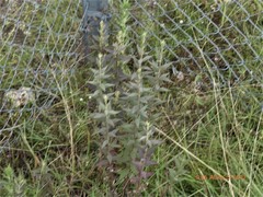 Brickellia cylindracea